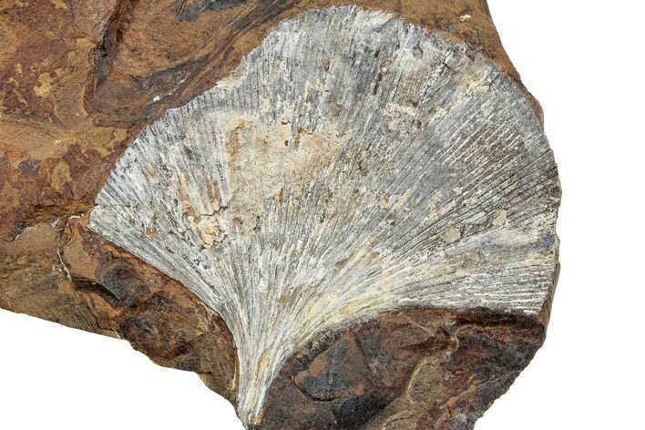 Fossil Ginkgo Leaf From North Dakota - Paleocene #234565